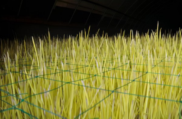 种一亩蒜黄的纯利润