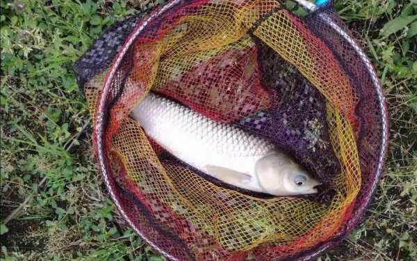 鱼竿什么牌子质量好