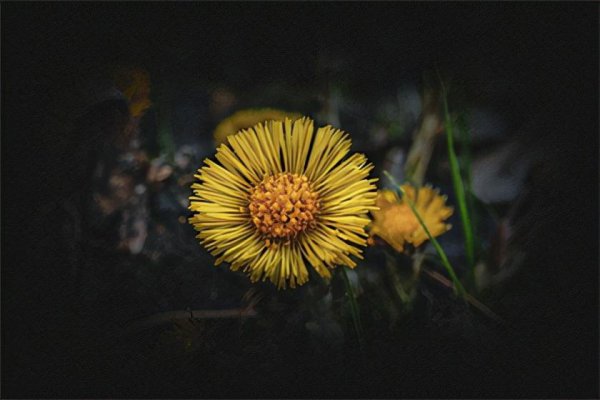 提高孩子成绩风水植物