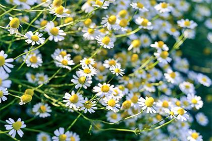 提高孩子成绩风水植物