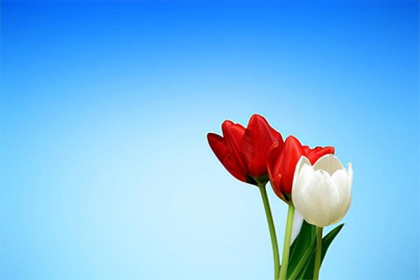 提高孩子成绩风水植物