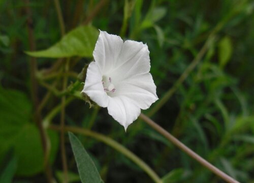 喇叭花有几种颜色