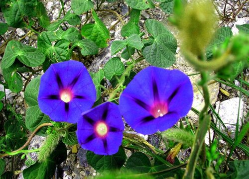 喇叭花有几种颜色