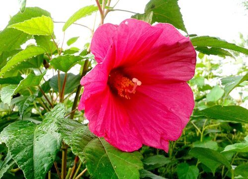 喇叭花有几种颜色