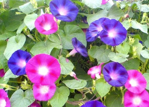 喇叭花有几种颜色