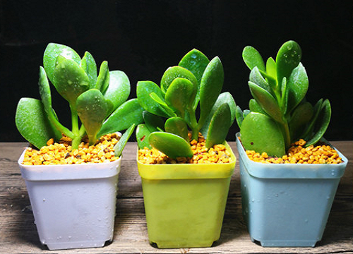 夏季玉树需要注意哪些养护要点叶片肥厚