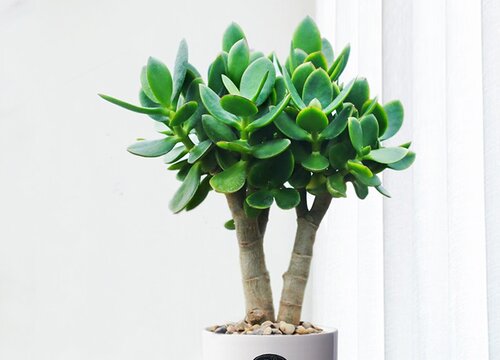 夏季玉树需要注意哪些养护要点叶片肥厚