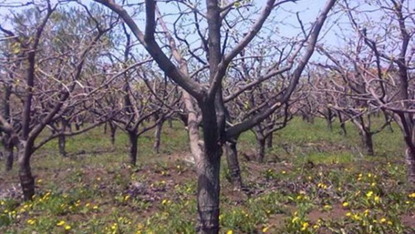 柿子树皮脱落是怎么回事