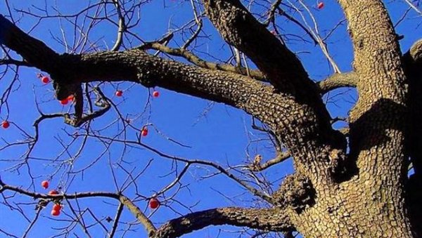 柿子树皮脱落是怎么回事