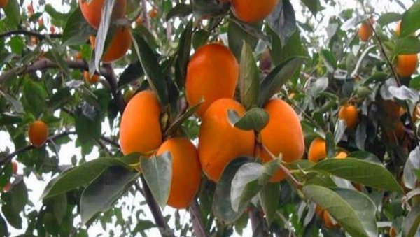 柿子树皮脱落是怎么回事