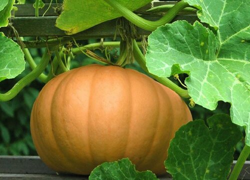 窝瓜需要去皮吗