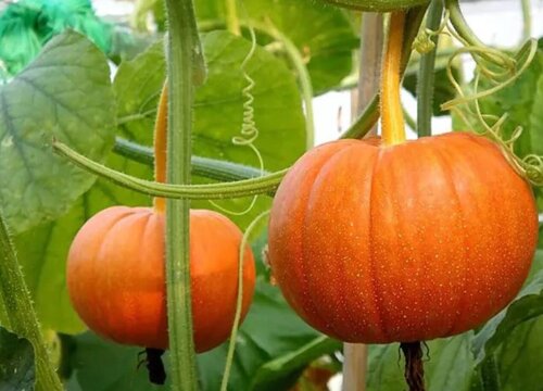 窝瓜需要去皮吗