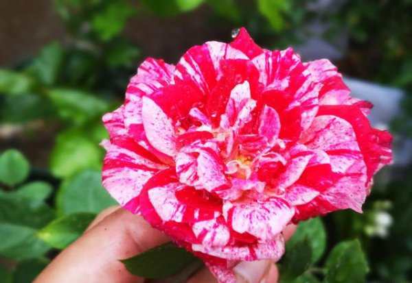 如何识别月季花具体品种