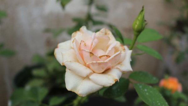 如何识别月季花具体品种