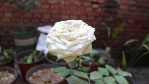 如何识别月季花具体品种