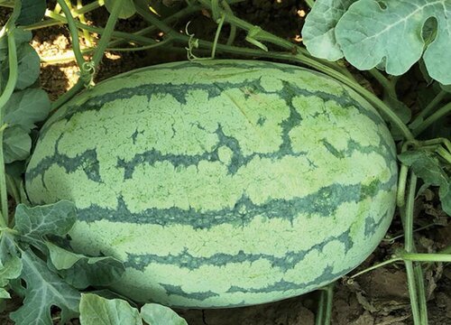 什么西瓜品种最好 西瓜有多少品种