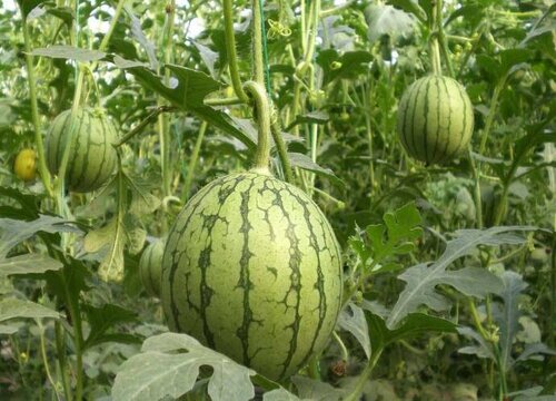 什么西瓜品种最好 西瓜有多少品种