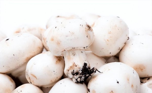 白蘑菇里面有一圈黑色能吃吗