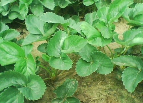 草莓苗怎么修剪方法