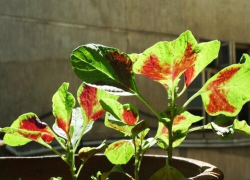 带叶子的蔬菜有哪些