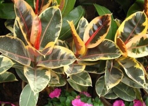 橡皮树喜阳还是喜阴