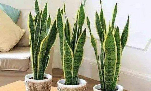 虎皮兰怎么浇水长得快不积水