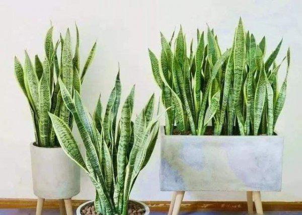 虎皮兰怎么浇水长得快不积水