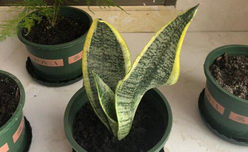 虎皮兰怎么浇水长得快不积水