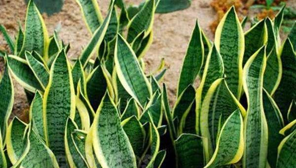 虎皮兰怎么浇水长得快不积水