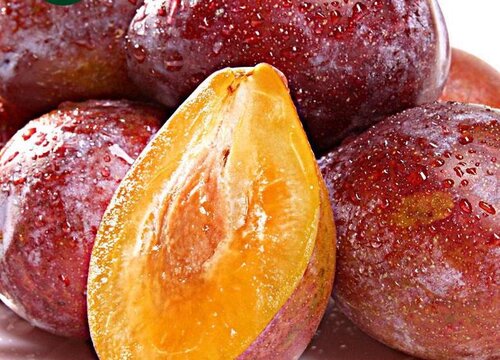 梅子什么时候成熟