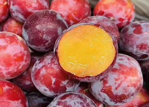 梅子什么时候成熟