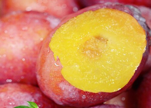 梅子什么时候成熟