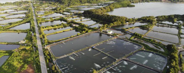 一般鱼塘消毒用什么药