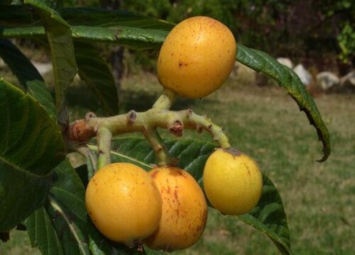 四川枇杷什么时候成熟