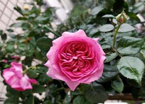 一年中什么时候给月季施肥最好