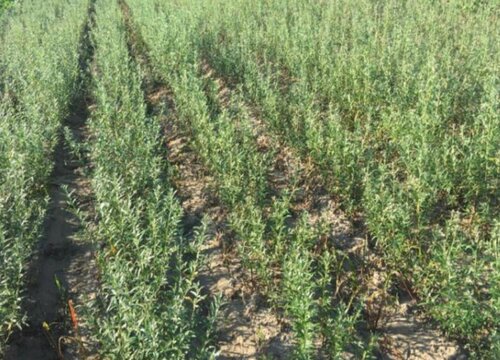 沙棘种植适合什么地方