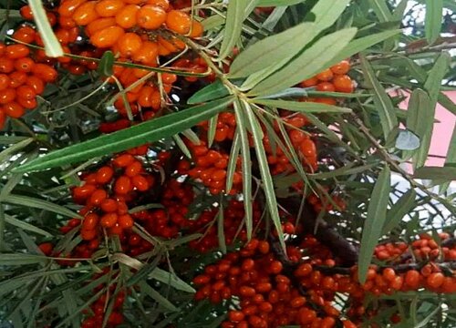 沙棘种植适合什么地方