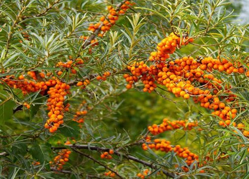 沙棘种植适合什么地方