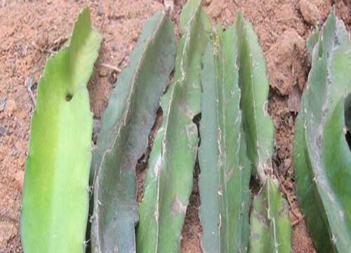 如何扦插火龙果发根多又快