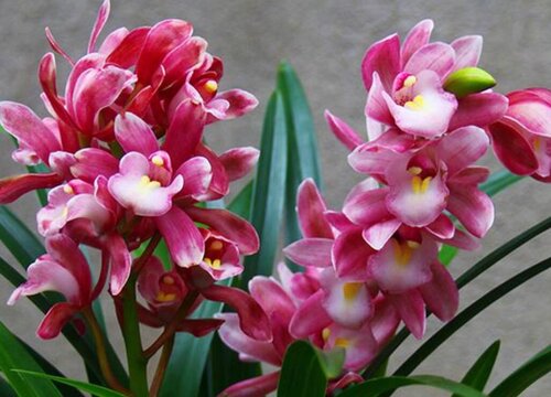 秋天如何给兰花换盆