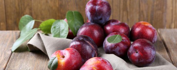 李子种子泡几天发芽