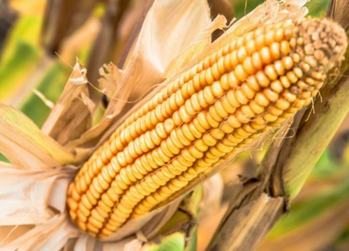 田园霸王981玉米种子简介