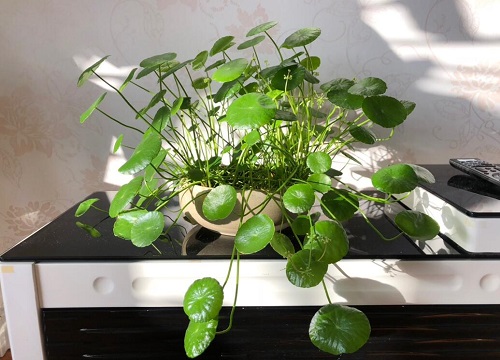 淤泥可以做肥料吗