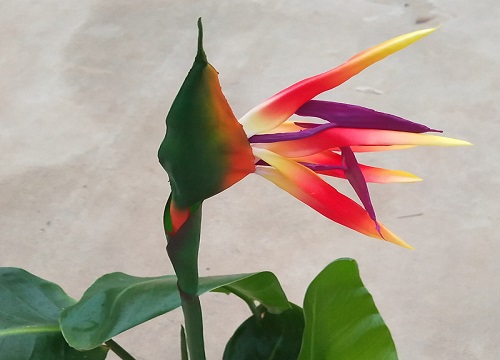 如何辨别天堂鸟的真假