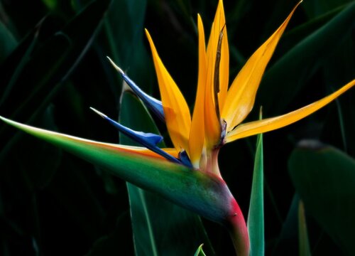 如何辨别天堂鸟的真假