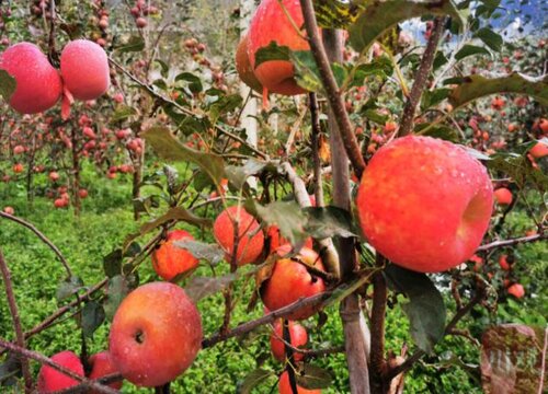苹果树冬季什么时候修剪最好