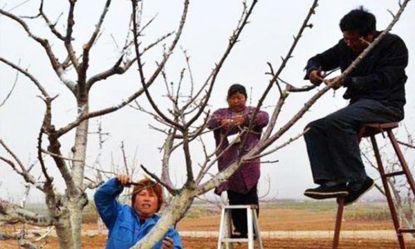 苹果树冬季什么时候修剪最好