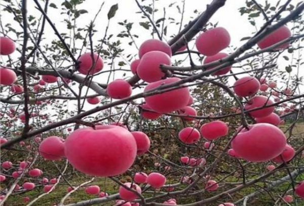 苹果树冬季什么时候修剪最好