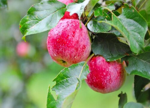 苹果树冬季什么时候修剪最好