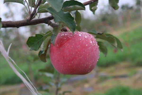 苹果树冬季什么时候修剪最好
